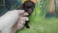 Pixie under 4lbs estimate, a female Poodle - Toy  for sale in Southgate, MI – 8 of 10