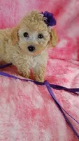Dotty, a female Poodle - Toy  for sale in Southgate, MI – 3 of 10