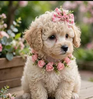 Vivian toy poodle, a female Poodle - Toy  for sale in Southgate, MI – 10 of 10