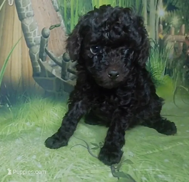 Prue F 5.5-6 lbs Estimate – Poodle - Toy  puppy for sale in Southgate, MI