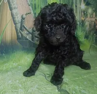 Prue F 5.5-6 lbs Estimate, a female Poodle - Toy  for sale in Southgate, MI – 1 of 10
