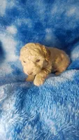 Woody, a male Poodle - Toy  for sale in Southgate, MI – 5 of 7