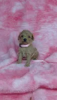 Pinky, a female Poodle - Toy  for sale in Southgate, MI – 2 of 10