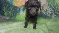 Pixie under 4lbs estimate, a female Poodle - Toy  for sale in Southgate, MI – 6 of 10