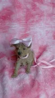 Pinky, a female Poodle - Toy  for sale in Southgate, MI – 5 of 10