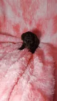 Prue charting to be 5.5-6 lbs, a female Poodle - Toy  for sale in Southgate, MI – 3 of 3