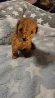 Georgia, a female Poodle - Toy  for sale in Southgate, MI – Photo 1 of 6