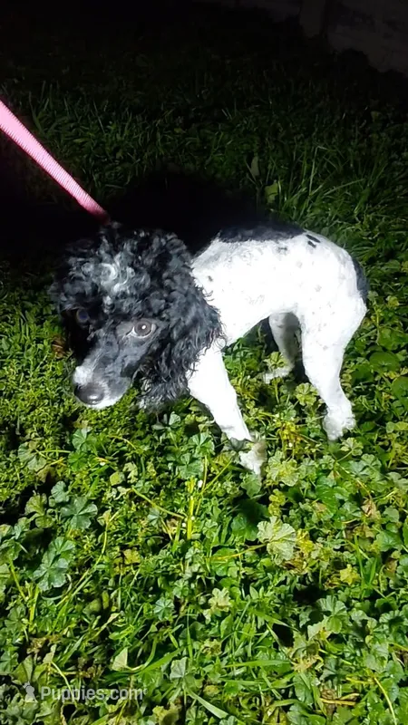 Moomoo Cow – Poodle - Toy , Poodle - Miniature  puppy for sale in Southgate, MI