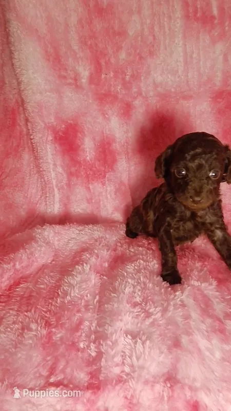 Piper charting to be 5.5-6lbs – Poodle - Toy  puppy for sale in Southgate, MI
