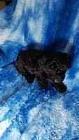Kristoff EST.9.5lbs, a male Poodle - Toy  for sale in Southgate, MI – Photo 3 of 3