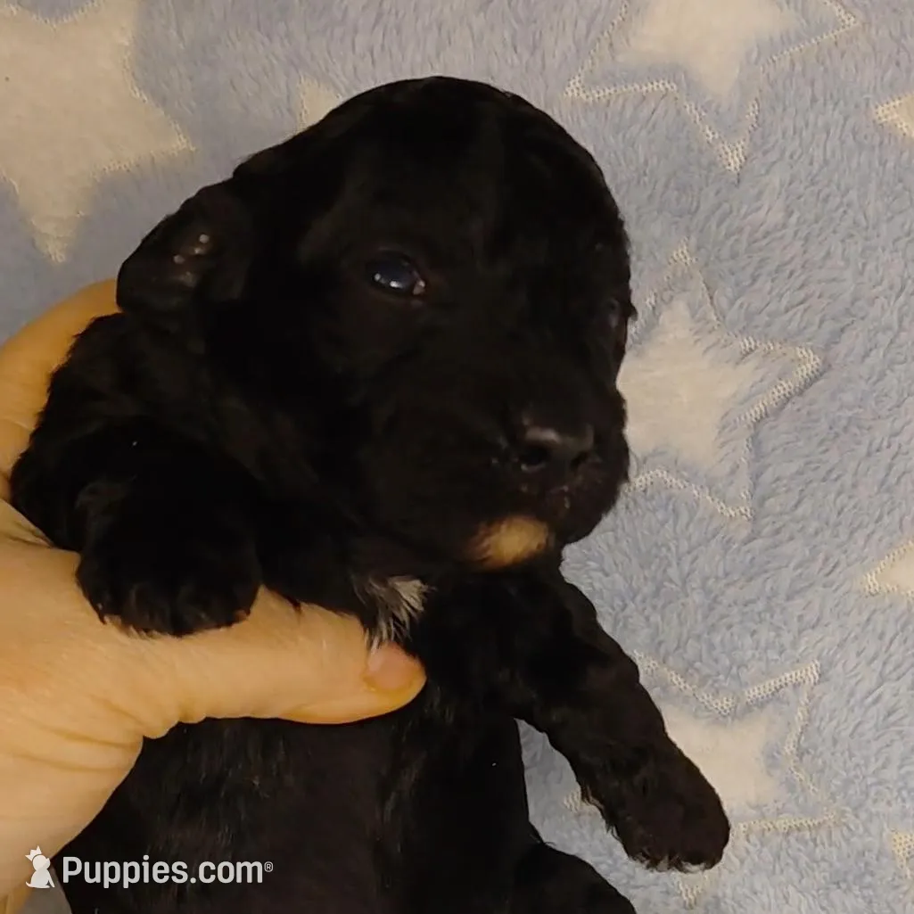 Kristoff, a male Poodle - Toy  for sale in Southgate, MI – Photo 2 of 2