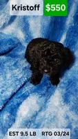 Kristoff EST.9.5lbs, a male Poodle - Toy  for sale in Southgate, MI – Photo 1 of 3