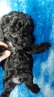 Kristoff EST.9.5lbs, a male Poodle - Toy  for sale in Southgate, MI – Photo 2 of 3