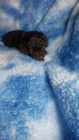 Yacko, a male Poodle - Toy  for sale in Southgate, MI – 6 of 8