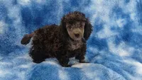 Blue/gray Wesley toy poodle, a male Poodle - Toy  for sale in Southgate, MI – 3 of 9