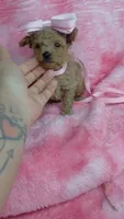 Pinky, a female Poodle - Toy  for sale in Southgate, MI – 8 of 10