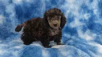 Wesley will be Gray like his face, a male Poodle - Toy  for sale in Southgate, MI – 3 of 10