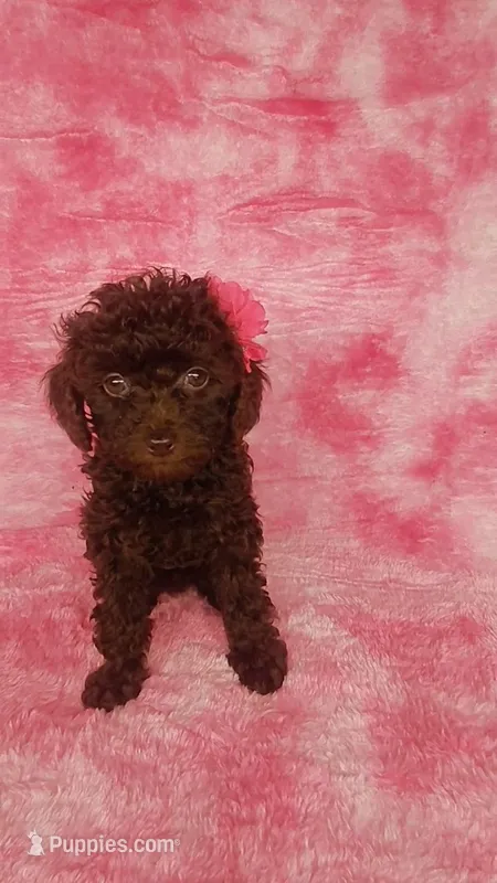 Prue 6 lbs Estimate see Video – Poodle - Toy  puppy for sale in Southgate, MI