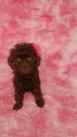 Prue 6 lbs Estimate see Video, a female Poodle - Toy  for sale in Southgate, MI – 1 of 6