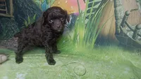Pixie under 4lbs estimate, a female Poodle - Toy  for sale in Southgate, MI – 7 of 10