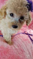Dotty, a female Poodle - Toy  for sale in Southgate, MI – 4 of 10