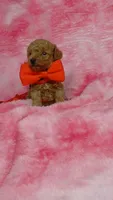 Blinky, a male Poodle - Toy  for sale in Southgate, MI – 4 of 9