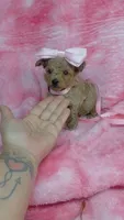 Pinky, a female Poodle - Toy  for sale in Southgate, MI – 1 of 10
