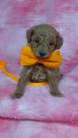 Clyde, a male Poodle - Toy  for sale in Southgate, MI – 4 of 5
