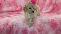Vivian toy poodle, a female Poodle - Toy  for sale in Southgate, MI – 1 of 10