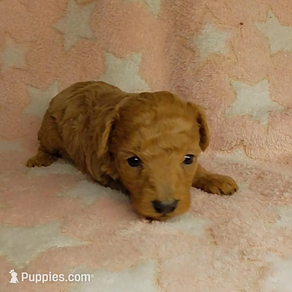 Cindy Lou Who, a female Poodle - Toy  for sale in Southgate, MI – Photo 2 of 2