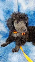 Wesley-- lightens to Gray, a male Poodle - Toy  for sale in Southgate, MI – 4 of 10