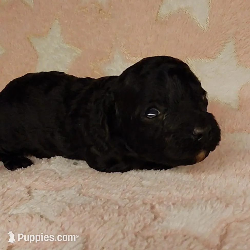 Anna, a female Poodle - Toy  for sale in Southgate, MI – Photo 2 of 2