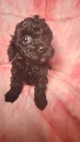 Anna EST 8.5LBS, a female Poodle - Toy  for sale in Southgate, MI – Photo 2 of 3