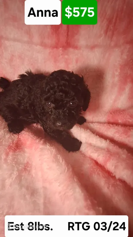 Anna EST 8.5LBS – Poodle - Toy  puppy for sale in Southgate, MI