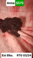 Anna EST 8.5LBS, a female Poodle - Toy  for sale in Southgate, MI – Photo 1 of 3