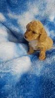 Wacko, a male Poodle - Toy  for sale in Southgate, MI – 3 of 6