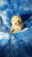Woody, a male Poodle - Toy  for sale in Southgate, MI – 3 of 7