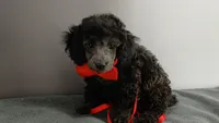 Wes Blue/gray toy poodle, a male Poodle - Toy  for sale in Southgate, MI – 7 of 9