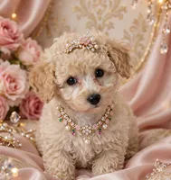 Vivian toy poodle, a female Poodle - Toy  for sale in Southgate, MI – 7 of 10
