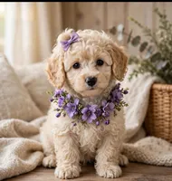 Vivian toy poodle, a female Poodle - Toy  for sale in Southgate, MI – 4 of 10