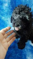 Gray toy poos start out black, a male Poodle - Toy  for sale in Southgate, MI – 7 of 10