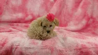 Vivian toy poodle, a female Poodle - Toy  for sale in Southgate, MI – 5 of 10