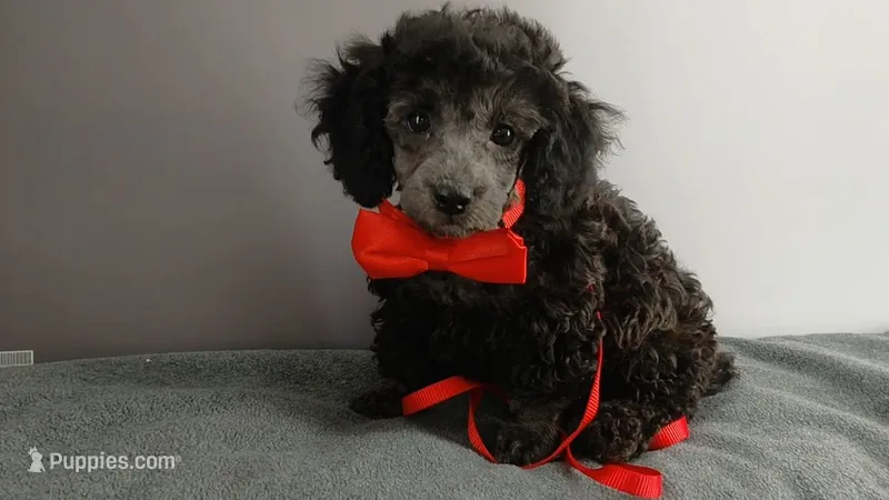 Wes Blue/gray toy poodle – Poodle - Toy  puppy for sale in Southgate, MI
