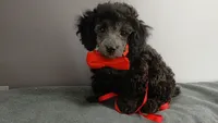 Wes Blue/gray toy poodle, a male Poodle - Toy  for sale in Southgate, MI – 1 of 9
