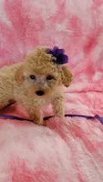 Dotty, a female Poodle - Toy  for sale in Southgate, MI – 2 of 10