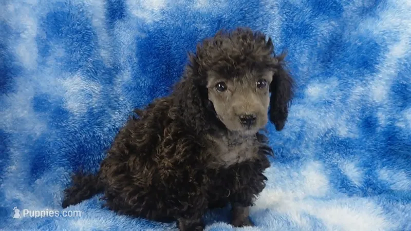 Wesley Silver – Poodle - Toy  puppy for sale in Southgate, MI