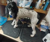 Moomoo Cow, a female Poodle - Miniature  for sale in Southgate, MI – 1 of 5