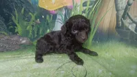 Pixie under 4lbs estimate, a female Poodle - Toy  for sale in Southgate, MI – 2 of 10