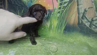 Pixie under 4lbs estimate, a female Poodle - Toy  for sale in Southgate, MI – 9 of 10