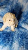 Toast est.6-6.5lbs, a male Poodle - Toy  for sale in Southgate, MI – Photo 3 of 3